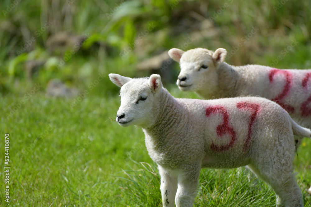 Lambs in Wharfedale, Yorkshire Dales Lambs in Wharfedale, Yorkshire Dales