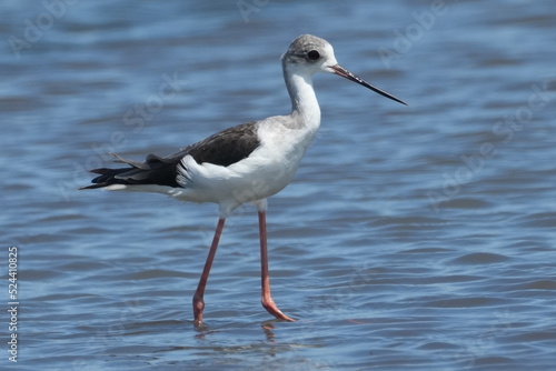 black winged stilt in a pond