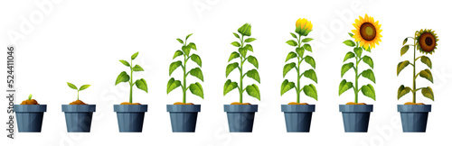 Sunflower plant growth and development stages illustration. Life cycle of sunflower