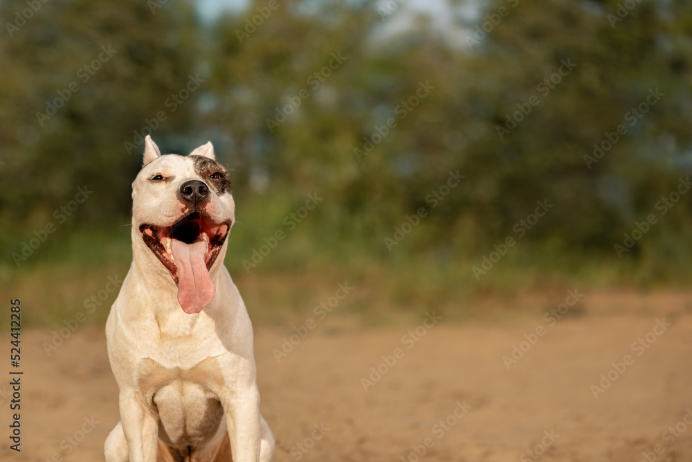 Happy American Staffordshire Terrier sitting on sand and looking at camera in rural