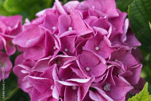 close up of a pink rose © Matthieu