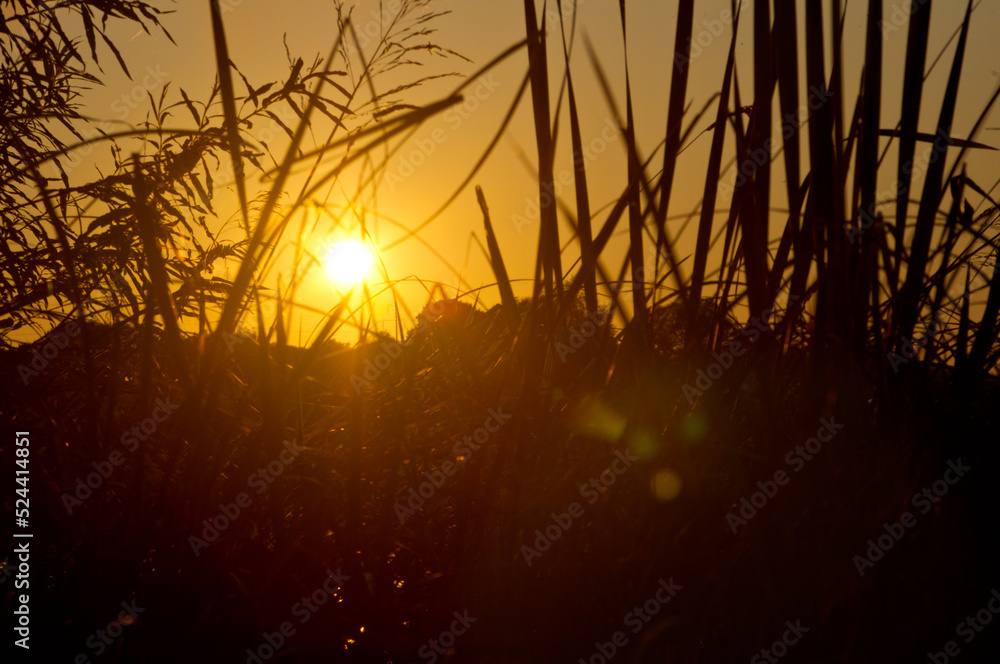 Sunset, looking through the grass Sunset, looking through the grass