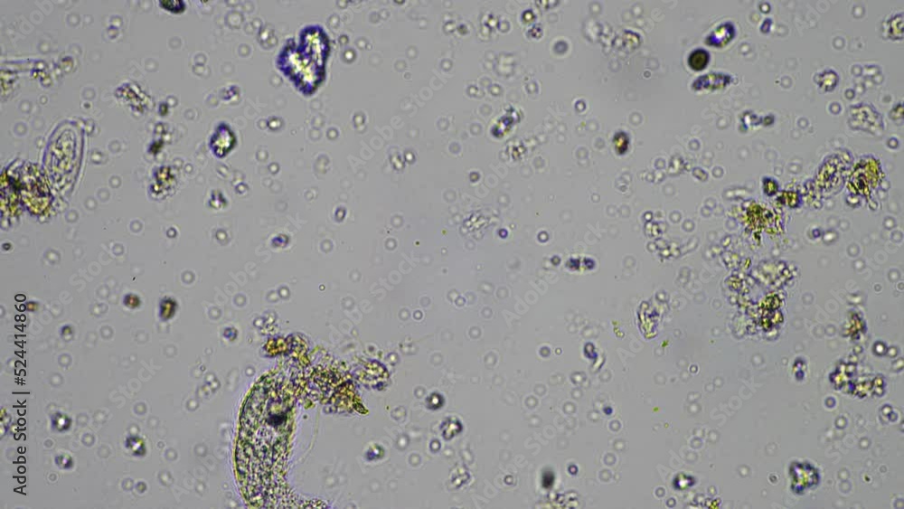 microorganisms and soil biology, with nematodes and fungi under the ...