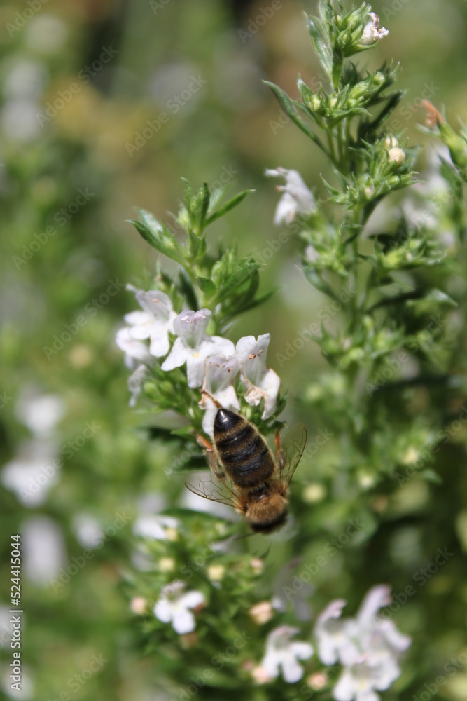 A bee on the white flowers of herb plants A bee on the white flowers of herb plants
