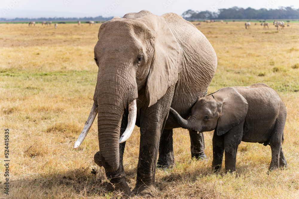 Elephants in Amboseli Park, Kenya