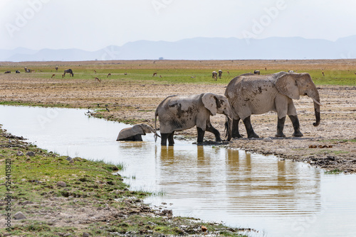Elephants in Amboseli Park  Kenya