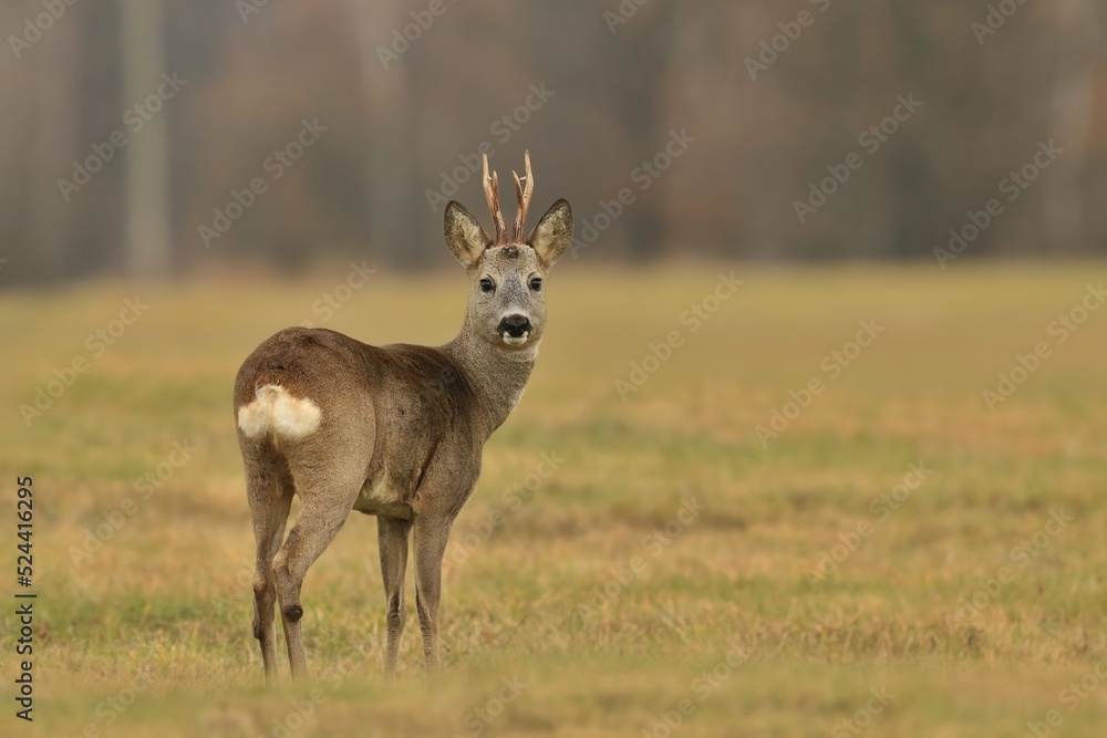 A roebuck standing on the meadow. Capreolus capreolus. Autumn in the nature.