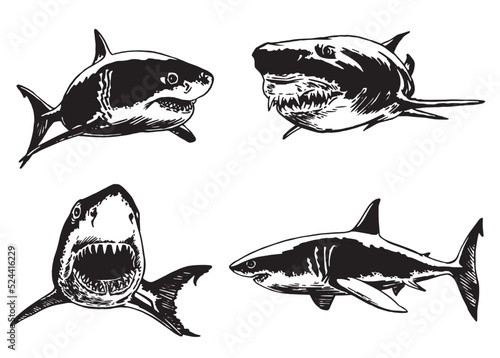 Graphical set of sharks isolated on white, marine life element.Vector illustration