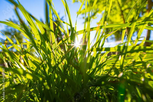 Grasses and direct sunlight. Carbon net zero or carbon neutrality concept