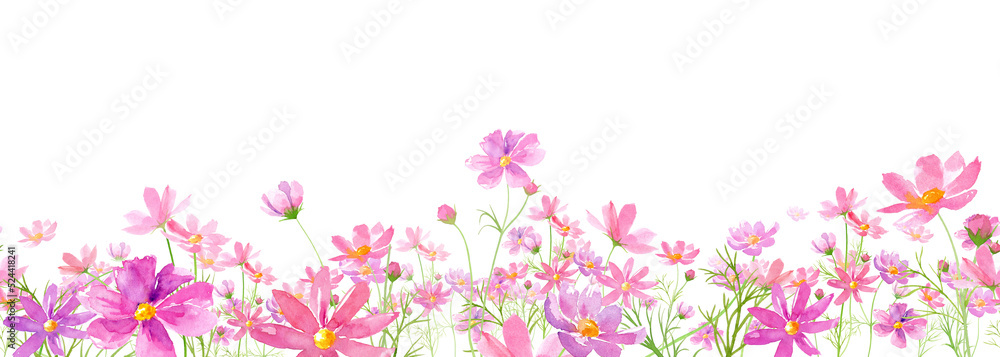 満開のコスモス畑の水彩イラスト。シームレスボーダーライン。連続模様。（透過背景）
