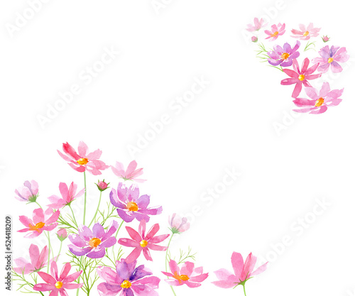 Fototapeta Naklejka Na Ścianę i Meble -  コスモスの花の水彩イラストで装飾した背景。メッセージカード。（透過背景）