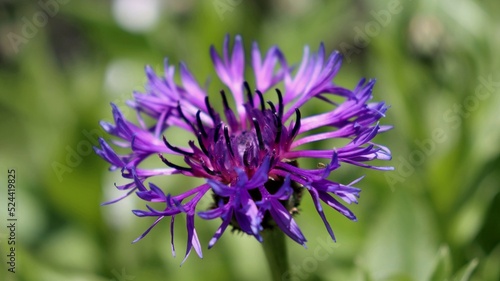 Purple cornflower flower on a blurred natural green background. Close-up  selective focus.