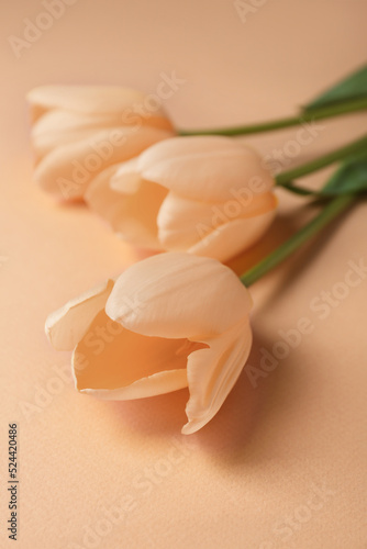Beautiful tulip flowers on beige background