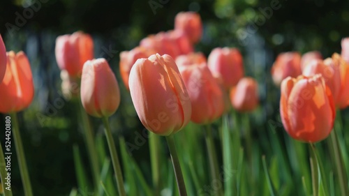 Lots of bright peach tulips in a flower bed in the garden. Selective focus.