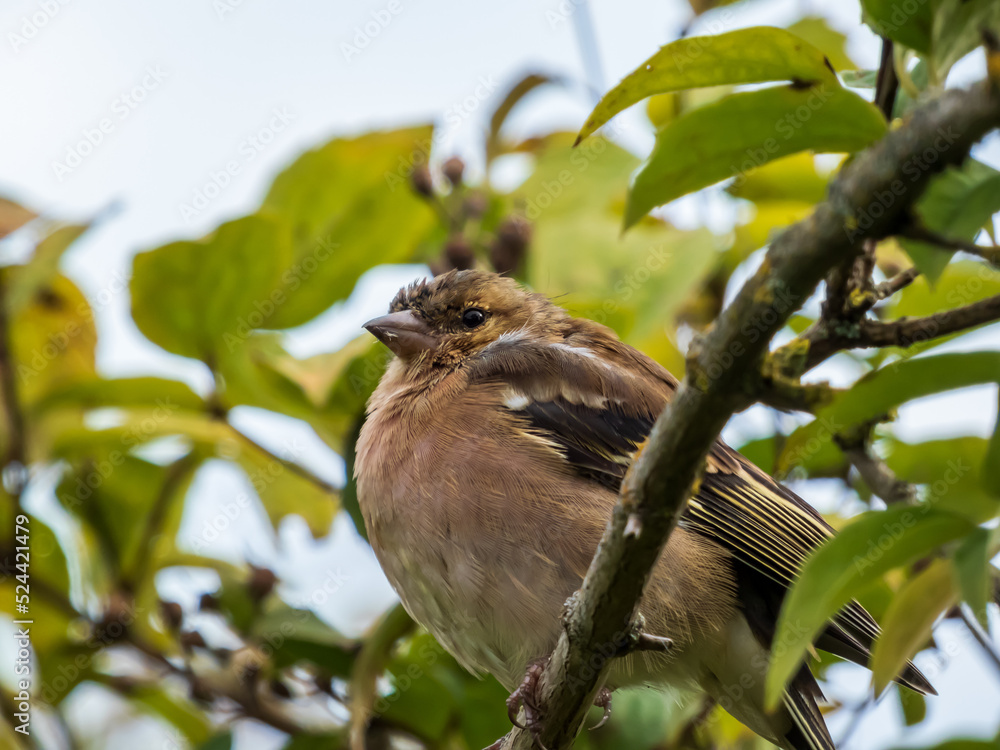 Close-up of the female of the common chaffinch (Fringilla coelebs) sitting on a branch with blurred background Close-up of the female of the common chaffinch (Fringilla coelebs) sitting on a branch with blurred background