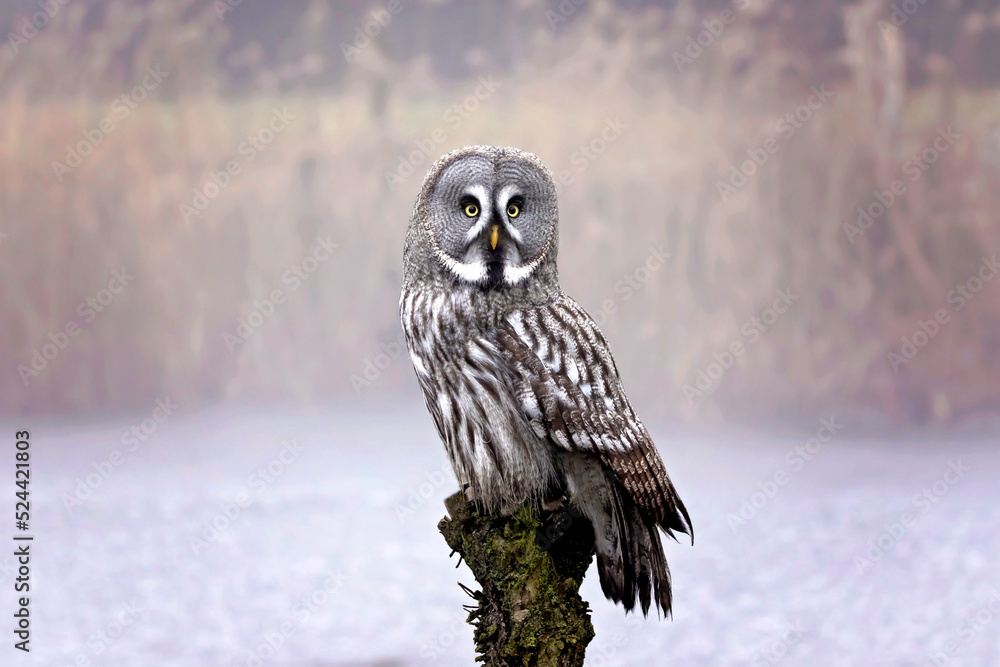 great gray owl on a misty morning