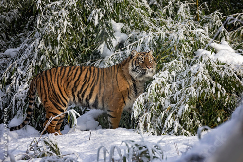 Photography sumatran tiger in the snow