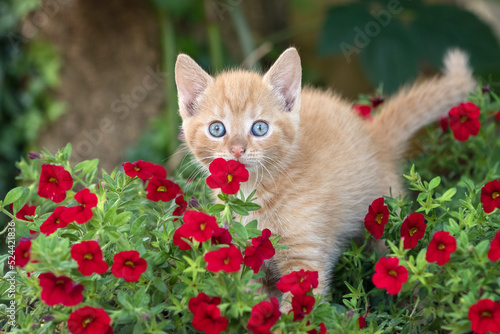 Fototapeta Naklejka Na Ścianę i Meble -  kitten in the flowers