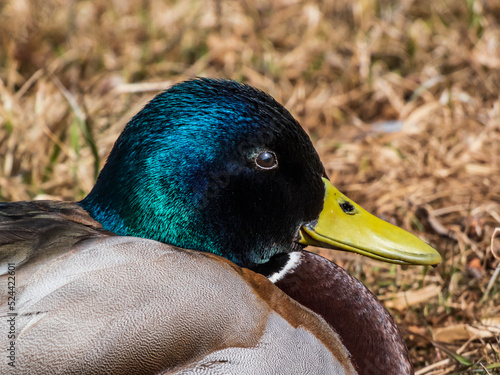 Photo Close-up of adult, breeding male mallard or wild duck (Anas platyrhynchos) with a glossy bottle-green head and a white collar