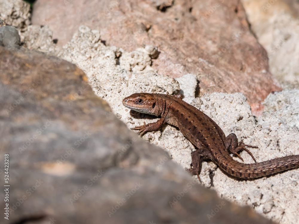 Young Viviparous lizard or common lizard (Zootoca vivipara) sunbathing in the brigth sun on the vertical rock wall in the garden in spring Young Viviparous lizard or common lizard (Zootoca vivipara) sunbathing in the brigth sun on the vertical rock wall in the garden in spring