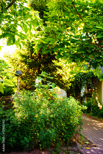 Fototapeta Naklejka Na Ścianę i Meble -  garden in the backyard of the house. landscape design 