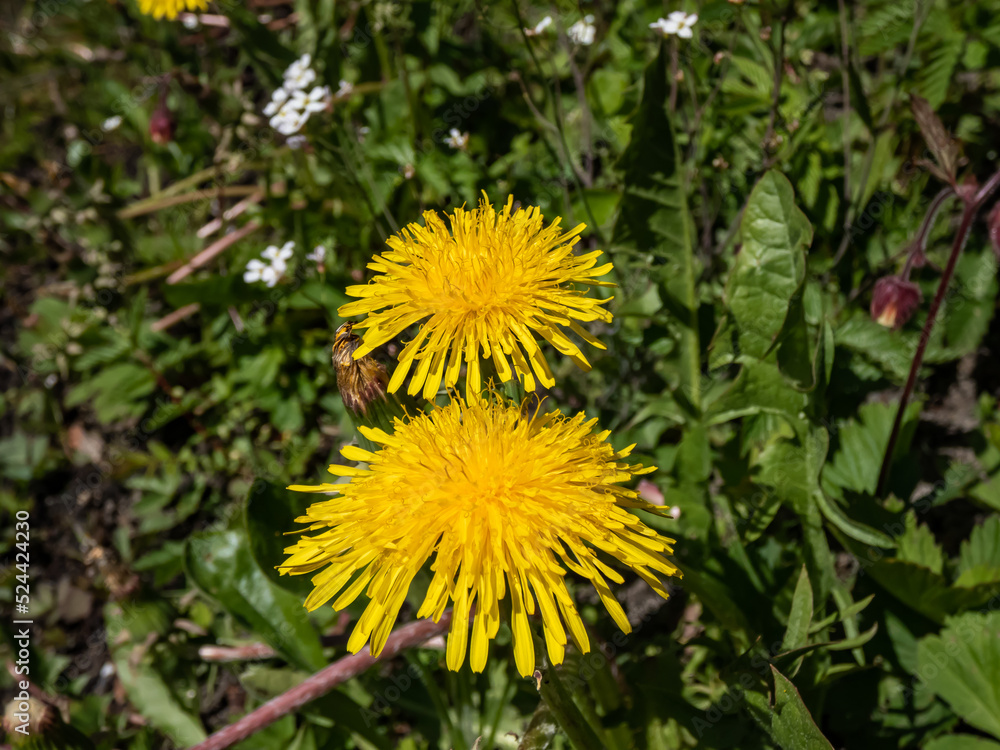 Macro shot of bright yellow dandelions (Lion's tooth) flowering in a meadow among vegetation Macro shot of bright yellow dandelions (Lion's tooth) flowering in a meadow among vegetation