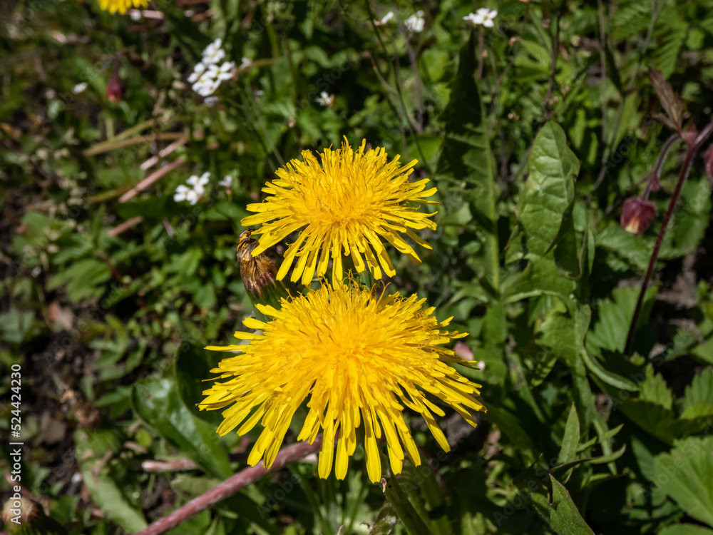 Macro shot of bright yellow dandelions (Lion's tooth) flowering in a meadow among vegetation