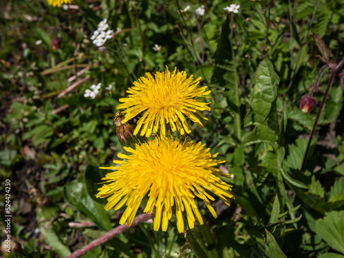 Macro shot of bright yellow dandelions  Lion s tooth  flowering in a meadow among vegetation