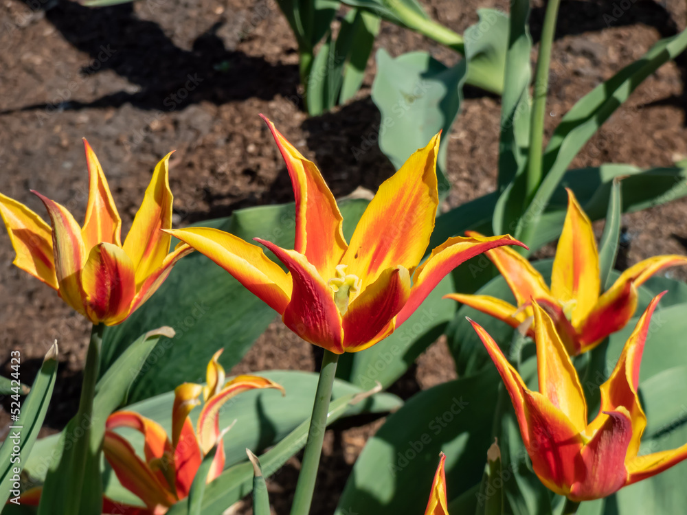 Tulip 'Fly Away' is a lily-flowered tulip featuring scarlet goblet-shaped flower with pointed and slightly reflexed petals presenting broad golden yellow edges. Red and yellow tulip Tulip 'Fly Away' is a lily-flowered tulip featuring scarlet goblet-shaped flower with pointed and slightly reflexed petals presenting broad golden yellow edges. Red and yellow tulip