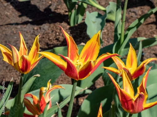 Tulip  Fly Away  is a lily-flowered tulip featuring scarlet goblet-shaped flower with pointed and slightly reflexed petals presenting broad golden yellow edges. Red and yellow tulip