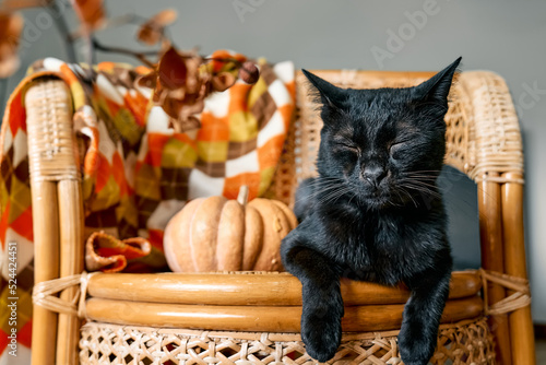 Photography Halloween black cat with pumpkin