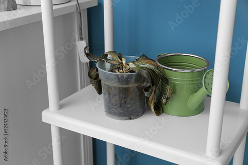 Valokuva Wilted houseplant and watering can on shelf near blue wall, closeup