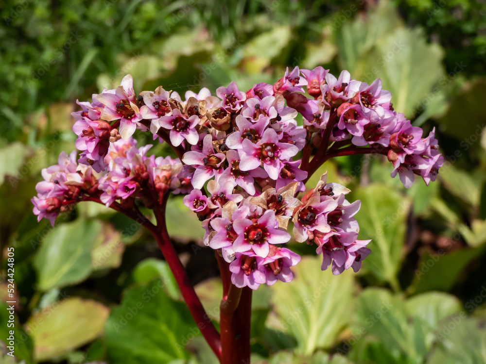 Close-up of the pink to purplish-red flower of the purple bergenia (Bergenia purpurascens) blooming in spring in bright sunlight Close-up of the pink to purplish-red flower of the purple bergenia (Bergenia purpurascens) blooming in spring in bright sunlight