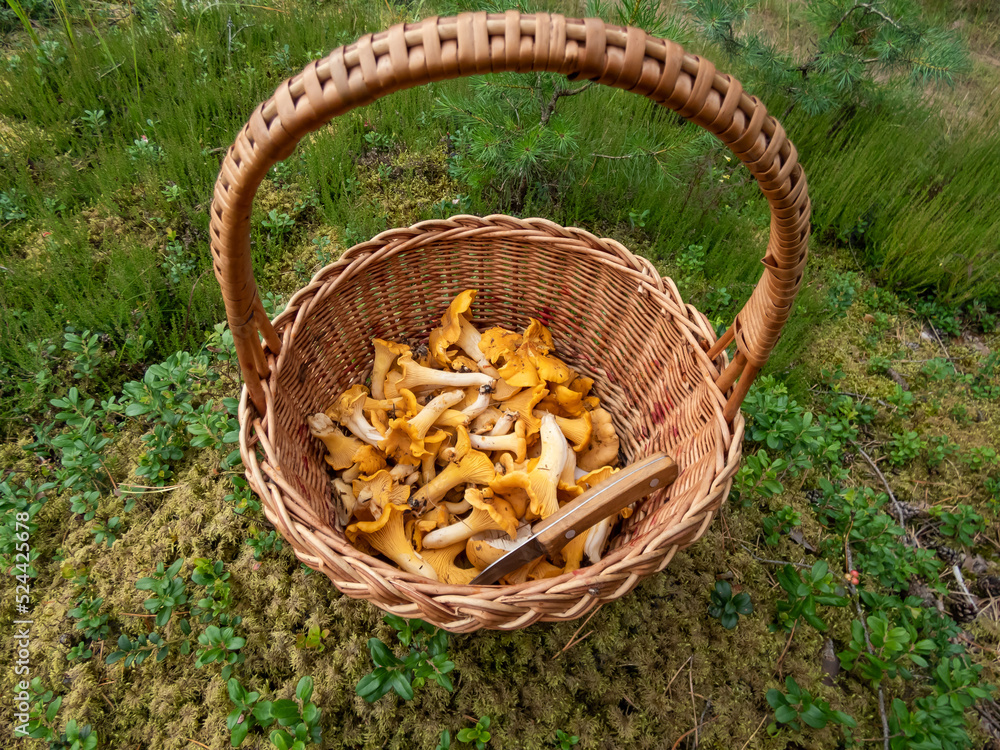 Wooden basket full with mushrooms, mainly Chanterelle on the forest ground among forest vegetation. Mushroom picking tradition. Nature scenery
