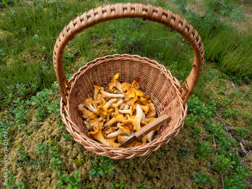 Wooden basket full with mushrooms  mainly Chanterelle on the forest ground among forest vegetation. Mushroom picking tradition. Nature scenery