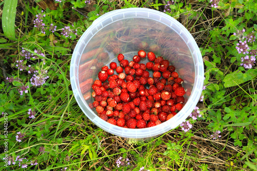 Bright red wild strawberries in plastic bowl photo