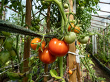 Close-up shot of maturing tomatoes - green, yellow and orange growing on a tomato plant in greenhouse in bright sunlight. Organic grown red tomatoes