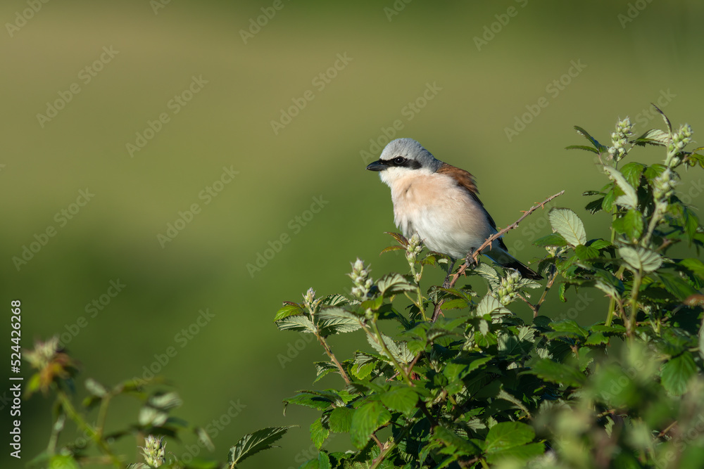 Fototapeta premium Red-backed shrike (Lanius collurio) male adult bird perched in bramble bush