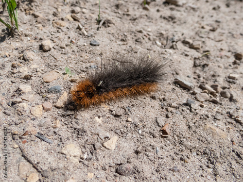 Close-up shot of the brown, furry caterpillar of the garden tiger moth (Arctia caja) crawling on a ground in sunlight
