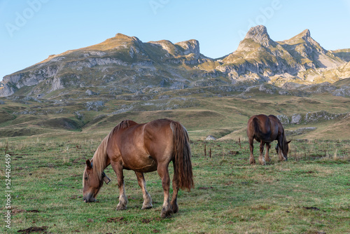 Horses in extensive farming. Ossau Valley
