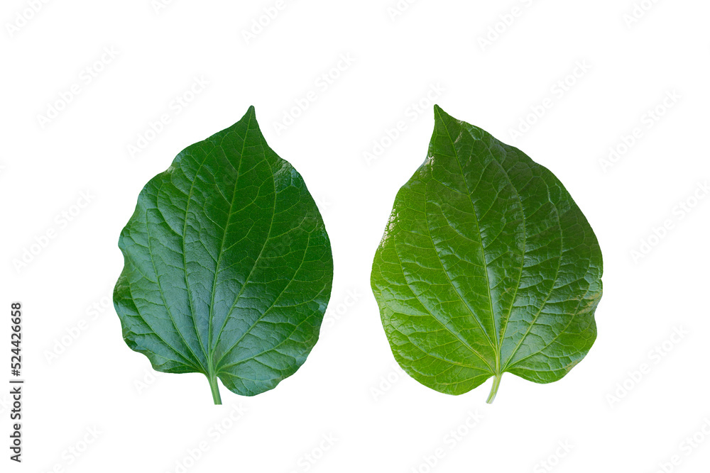 Green leaves isolated on white background, Details of Chaplo leaves,tropical tree. Green leaves isolated on white background, Details of Chaplo leaves,tropical tree.