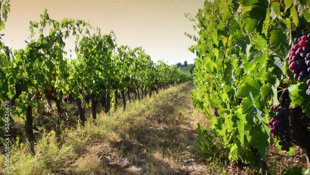 Bunches of red grapes on rows of vineyards. Sunset light with sun in the background. Harvest period of grapes for the production of wine in the Chianti Classico Area in Tuscany. Italy. Bunches of red grapes on rows of vineyards. Sunset light with sun in the background. Harvest period of grapes for the production of wine in the Chianti Classico Area in Tuscany. Italy.