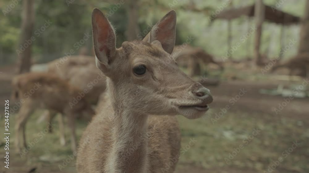 Bawean Deer Kuhl's Hog Deer Axis kuhlii from Island in Indonesia Bawean Deer Kuhl's Hog Deer Axis kuhlii from Island in Indonesia