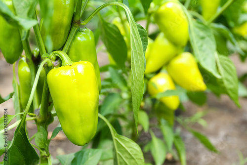 Bush with green bell pepper...