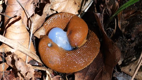 Red slug or Arion rufus in the summer forest. The process of reproduction. Shooting macro. photo