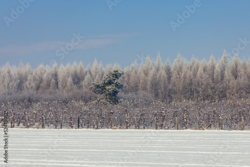 Winter landscape in Rogow village, Lodz Province of Poland
