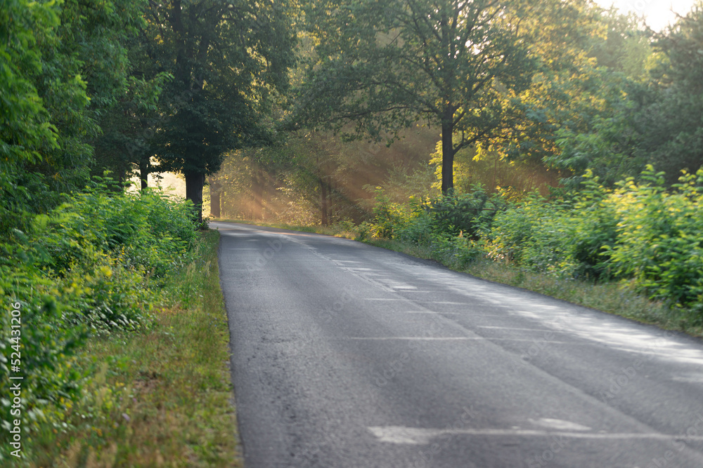 Fototapeta premium Asfaltowa droga wśród drzew w mglisty, letni poranek. Promienie wschodzącego słońca tworzą malownicze smugi w unoszącej się nad jezdni mgłą..