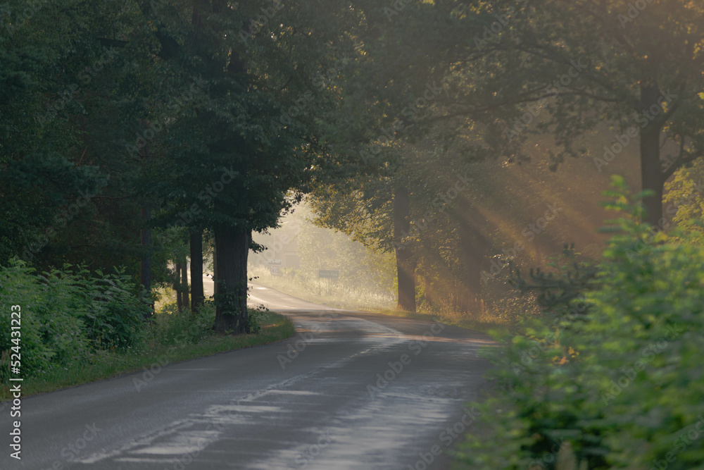 Asfaltowa droga wśród drzew w mglisty, letni poranek. Promienie wschodzącego słońca tworzą malownicze smugi w unoszącej się nad jezdni mgłą.. - obrazy, fototapety, plakaty 
