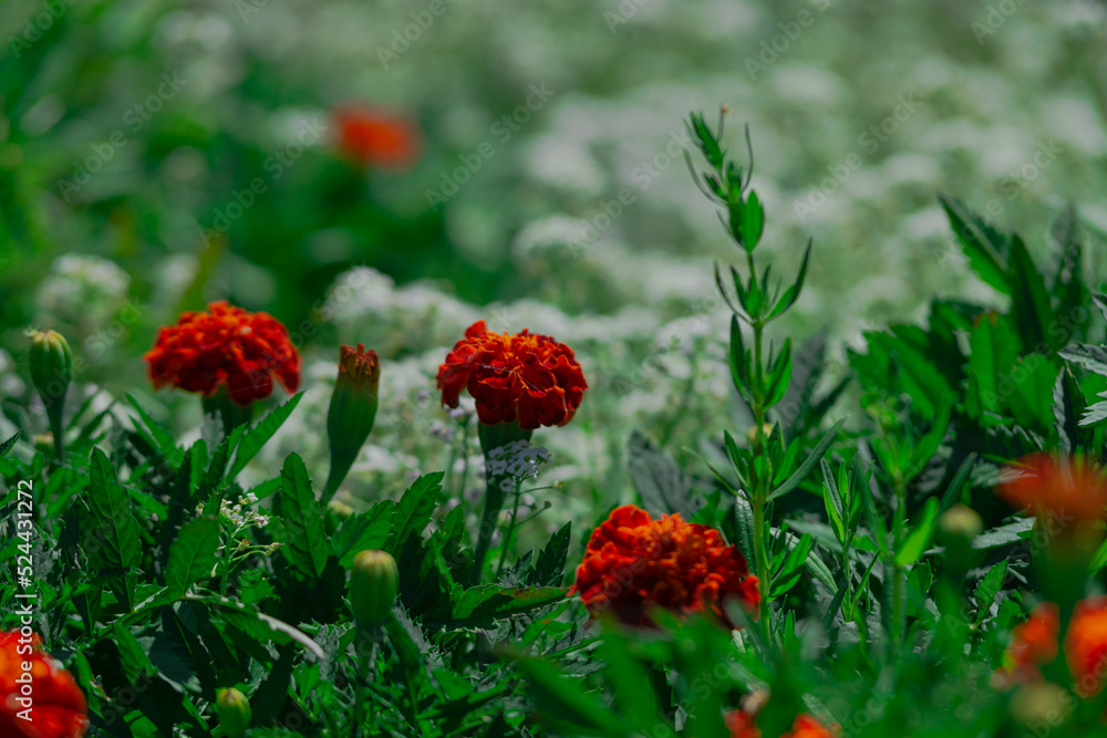 Letni dzień w ogrodzie. Wśród zielonych liści widać czerwone kwiaty aksamitki orpierzchłej. Otaczają je drobne, białe i niebieskie kwiaty smagliczki nadmorskiej. - obrazy, fototapety, plakaty 