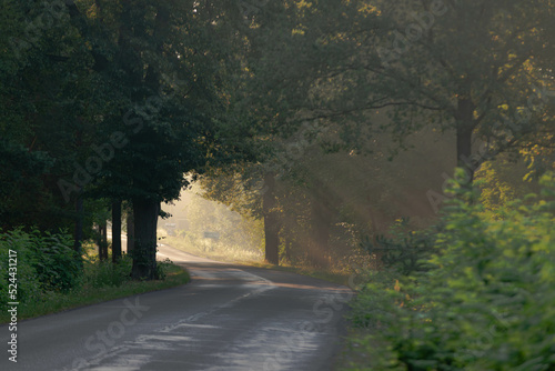 Asfaltowa droga wśród drzew w mglisty, letni poranek. Promienie wschodzącego słońca tworzą malownicze smugi w unoszącej się nad jezdni mgłą..